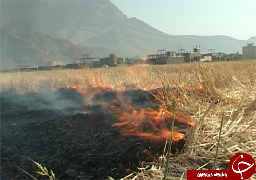 آتش سوزی کاه و کلش مزارع در لرستان / با متخلفین برخورد قانونی می&zwnj;شود + تصاویر