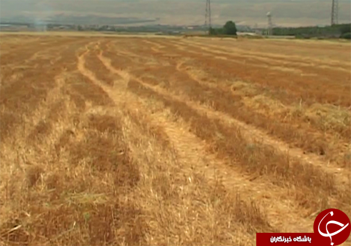 آتش سوزی کاه و کلش مزارع در لرستان / با متخلفین برخورد قانونی می&zwnj;شود + تصاویر