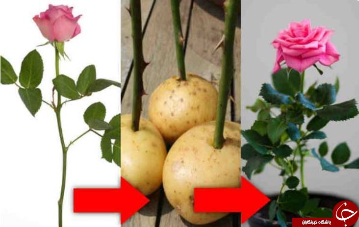ترفندی جالب برای پرورش گل رز / چطور گل رز چیده شده را زنده نگه داریم؟!