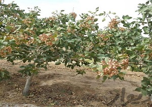 درختان پسته و انار بیمه بدنه شدند