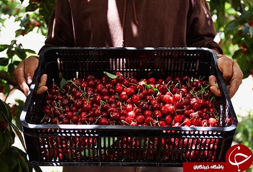 قدرت میوه&zwnj;ها و سبزیجات بنفش