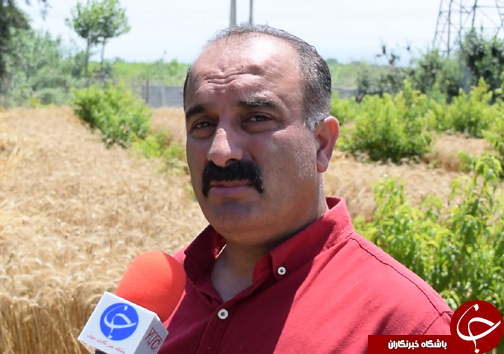 خلاقیت کشاورز مازندرانی با یک آبیاری و تولید چندین محصول کشاورزی در مازندران