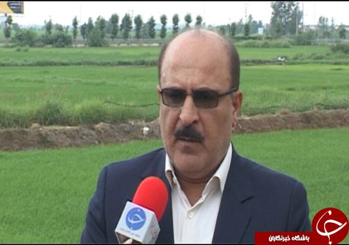 خلاقیت کشاورز مازندرانی با یک آبیاری و تولید چندین محصول کشاورزی در مازندران