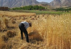آغاز برداشت جو در آوج