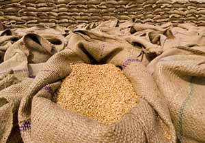 پرداخت بیش از ۵۰۰ میلیارد تومان به گندم کاران گلستانی