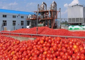 رب گوجه اسدآباد به کشورهای آسیایی صادر می شود