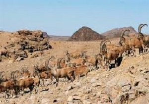 افزایش 30 درصدی جمعیت حیات وحش خوسف