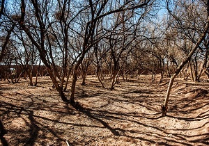 کم آبی بلای جان باغات اندیکا