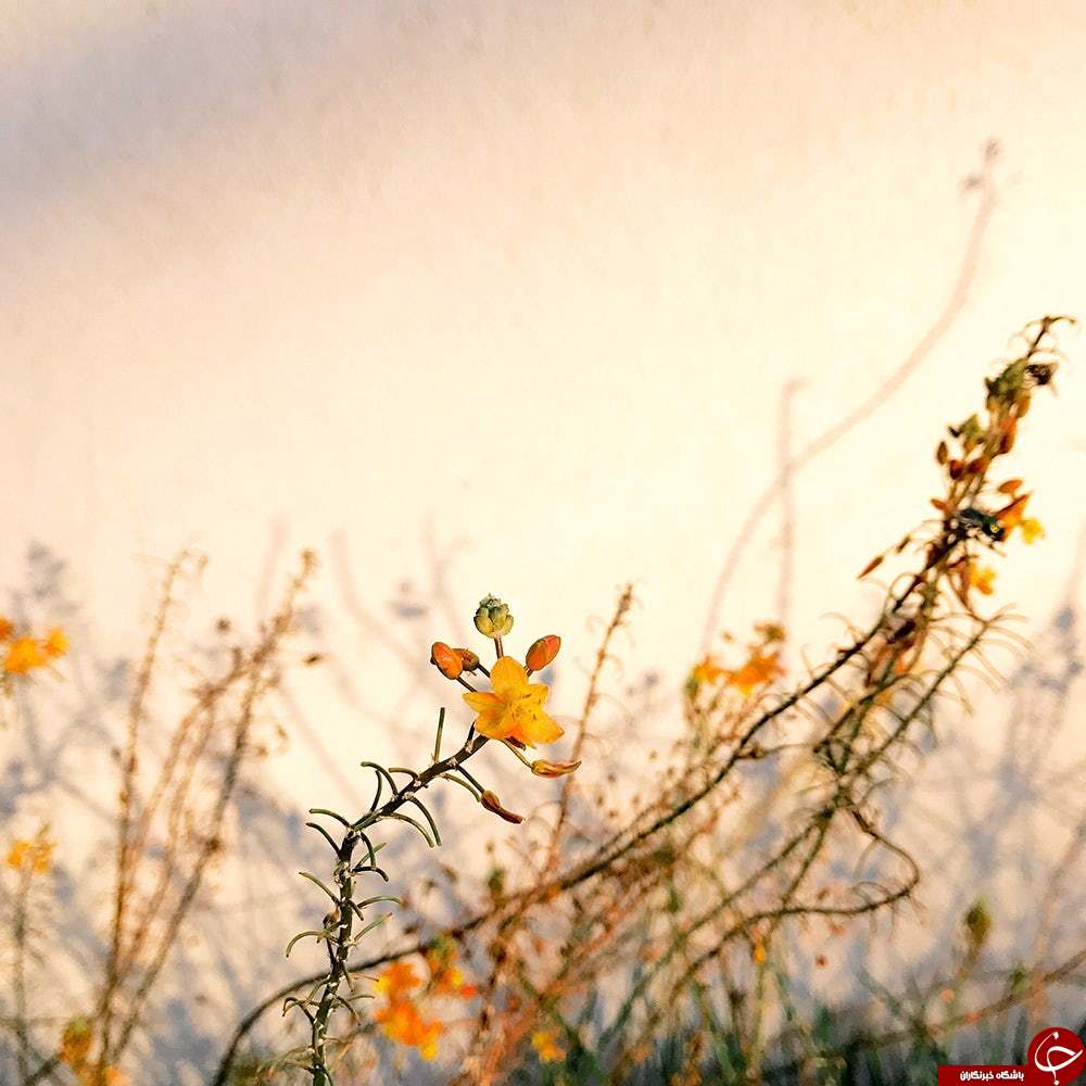جادوی عکاسی با دوربین گوشی های آیفون + عکس