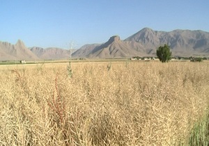 خرید تضمینی ۴۵۸ تن کلزا در چهارمحال و بختیاری