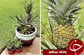 ترفندهای پرورش آناناس در منزل!