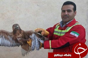 ورود عقاب به یک منزل مسکونی در خرم‌آباد+ عکس