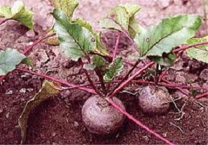 بیش از 3 هزار هکتار از اراضی اسلام آباد زیر کشت چغندر رفته است