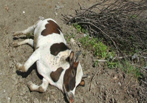 تلف شدن سه راس دام سنگین در راز و جرگلان