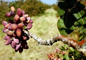 ۳۲ میلیارد تومان پسته فردوس از بین رفت/ «پسیل» در کمین پسته داران