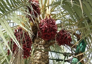 آغاز برداشت خرما از نخیلات قصرقند