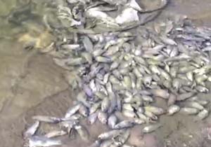 تلف شدن هزاران ماهی در روستای بلبان + فیلم