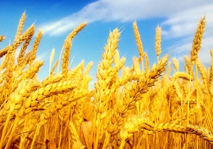 پرداخت زکات 12 تن گندم  از کشاورزان روستای بکران میامی
