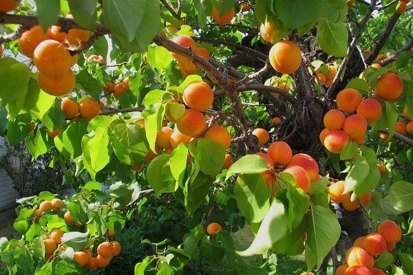تولید بیش از ۸ هزار تن میوه هسته دار در خوی به ارزش ۳۷۰ میلیارد ریال