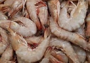 آزاد شدن صید میگوی ببری تا اطلاع بعدی