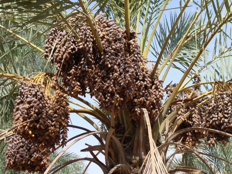 کاهش خشکیدگی خرما با طرح آنتی استرس