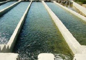 فعالیت در زمینه پرورش ماهی در قفس