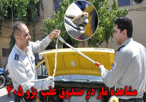 مشاهده مار در صندوق عقب پژو ۴۰۵ در بجنورد