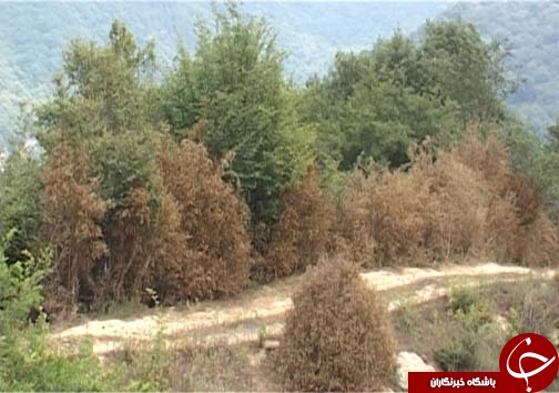 نگاهی گذرا به مهمترین رویداد&zwnj;های پنج شنبه ۱۱ مرداد ماه در مازندران