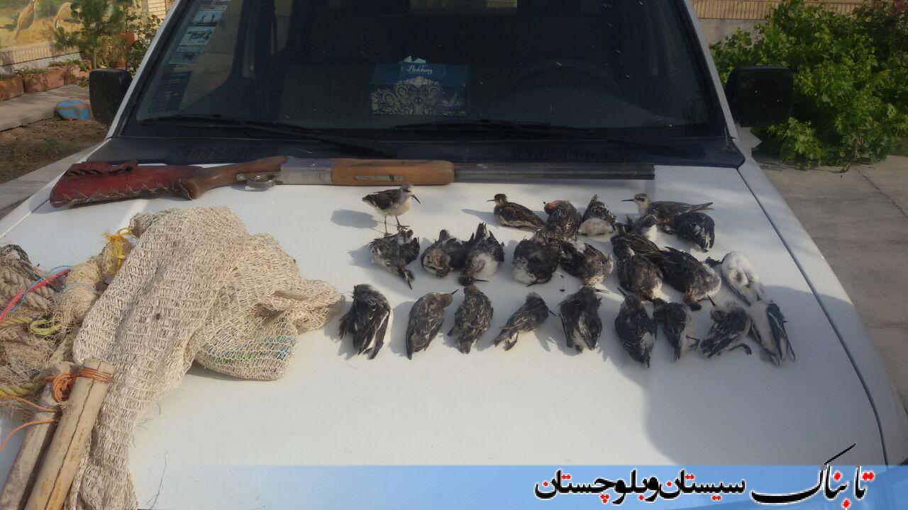 دستگیری شکارچیان پرندگان وحشی در مه ولات