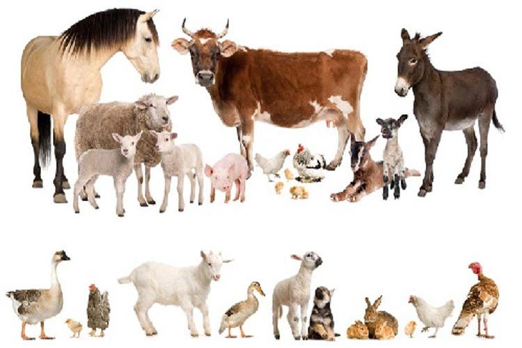 عکس&zwnj;های بامزه و دوست داشتنی از بچه&zwnj;های حیوانات