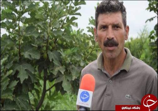 انجیر فرصت اقتصادی برای گلوگاه / انجیر گلوگاه در حسرت صنایع تبدیلی