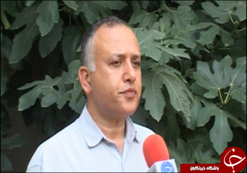 انجیر فرصت اقتصادی برای گلوگاه / انجیر گلوگاه در حسرت صنایع تبدیلی