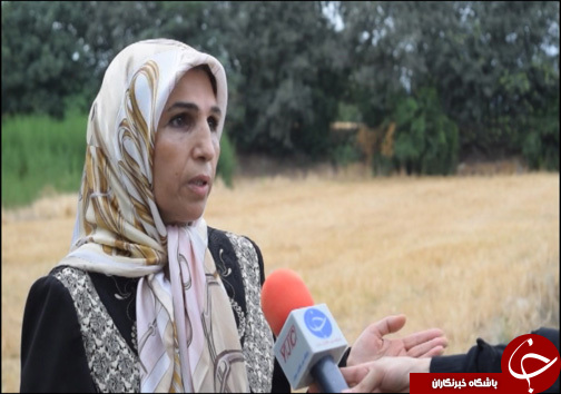 انجیر فرصت اقتصادی برای گلوگاه / انجیر گلوگاه در حسرت صنایع تبدیلی