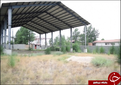 انجیر فرصت اقتصادی برای گلوگاه / انجیر گلوگاه در حسرت صنایع تبدیلی
