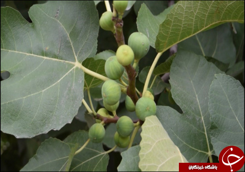 انجیر فرصت اقتصادی برای گلوگاه / انجیر گلوگاه در حسرت صنایع تبدیلی