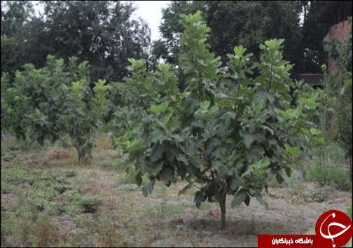 انجیر فرصت اقتصادی برای گلوگاه / انجیر گلوگاه در حسرت صنایع تبدیلی
