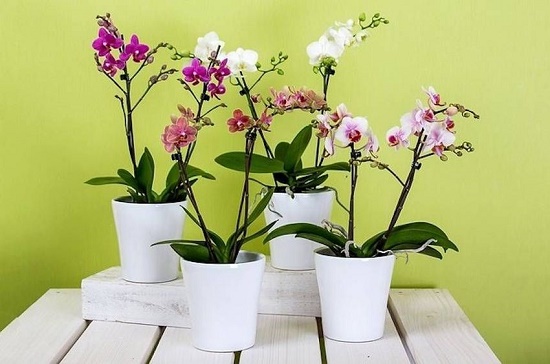گیاهان که خواب راحت شبانه شما را تضمین میکنند