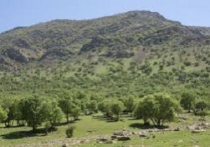 ۳۵۰ هکتار از جنگل‌های بلوط زاگرس به‌عنوان جنگل پژوهشی و آموزشی واگذار شد
