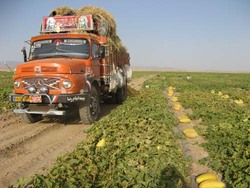 برداشت هندوانه و خربزه از مزارع جالیز صالح آباد تربت جام