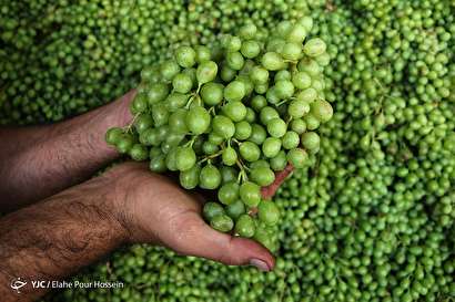 فصل آبغوره گیری در شیراز