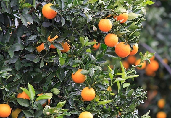 برگزاری دوره آموزشی مدیریت بیماری برای کشاورزان دشتستانی