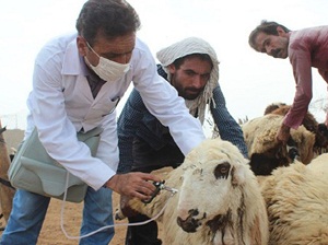 واکسیناسیون بیش از ۵۰ هزار دام سبک در شهرستان کمیجان