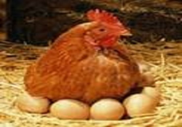 ضرورت نوسازی واحد‌های تولید مرغ و تخم مرغ