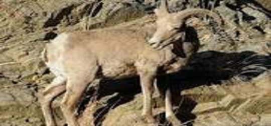 نجات یک راس کل وحشی مصدوم