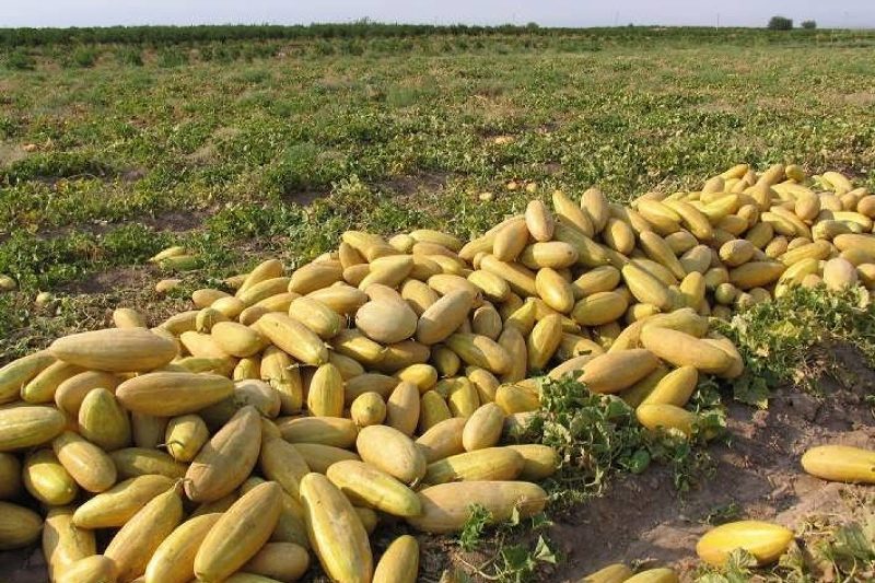 برداشت ۲۴۰ هزار تن خربزه در تربت جام