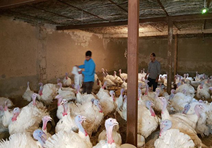رتبه اول استان اصفهان در تولید گوشت بوقلمون و شتر مرغ