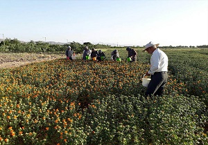 برداشت بیش از 200 تن دانه روغنی گلرنگ از اراضی بیله سوار