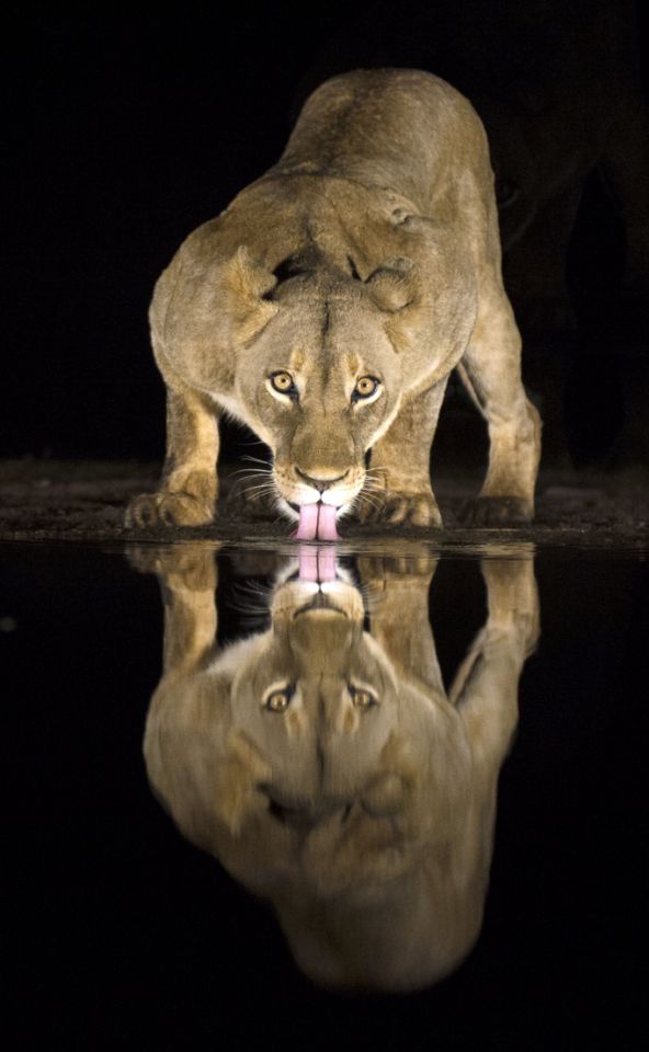 آب خوردن شیر&zwnj;ها در شب&lrm; +عکس