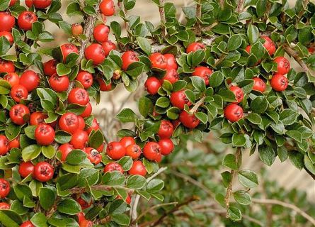 پرورش گل و گیاه زینتی، روح بخش و سودآور/ اشتغال بیش از ۶ هزار نفر به طور مستقیم در عرصه گل و گیاه گیلان
