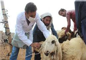 واکسینه کردن 225 هزار رأس دام در ملایر